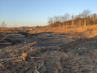A barren landscape featuring cleared land with piles of logs and tree stumps scattered across the ground. The area is surrounded by standing trees and there are power lines visible in the distance.