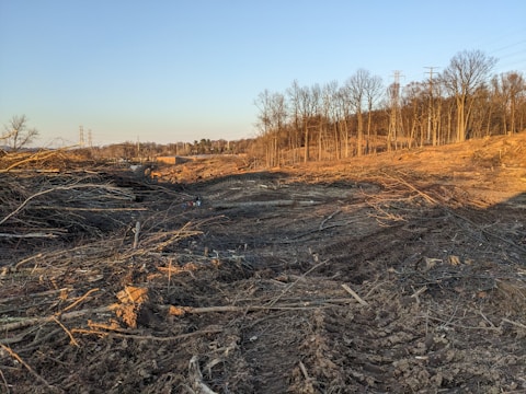 A barren landscape featuring cleared land with piles of logs and tree stumps scattered across the ground. The area is surrounded by standing trees and there are power lines visible in the distance.