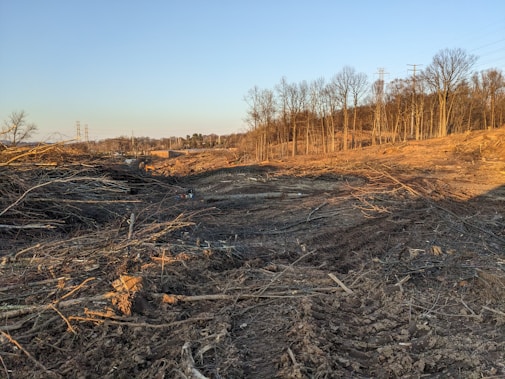 A barren landscape featuring cleared land with piles of logs and tree stumps scattered across the ground. The area is surrounded by standing trees and there are power lines visible in the distance.