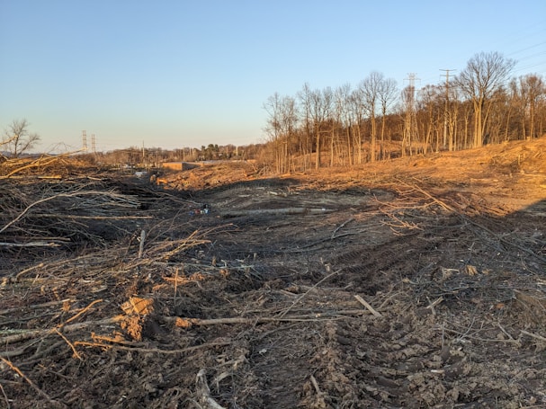 A barren landscape featuring cleared land with piles of logs and tree stumps scattered across the ground. The area is surrounded by standing trees and there are power lines visible in the distance.