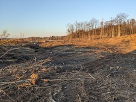 A barren landscape featuring cleared land with piles of logs and tree stumps scattered across the ground. The area is surrounded by standing trees and there are power lines visible in the distance.