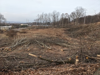 A deforested area with numerous cut tree trunks and branches scattered across the ground. The background features a row of trees that are still standing and an industrial area with buildings and power lines visible in the distance.