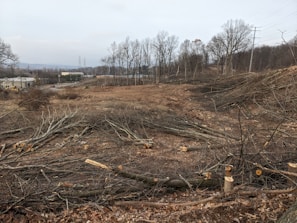 A deforested area with numerous cut tree trunks and branches scattered across the ground. The background features a row of trees that are still standing and an industrial area with buildings and power lines visible in the distance.