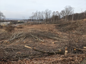 A deforested area with numerous cut tree trunks and branches scattered across the ground. The background features a row of trees that are still standing and an industrial area with buildings and power lines visible in the distance.