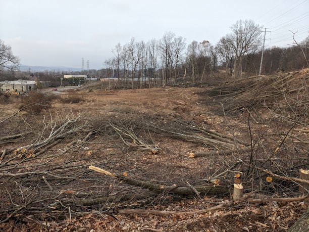 A deforested area with numerous cut tree trunks and branches scattered across the ground. The background features a row of trees that are still standing and an industrial area with buildings and power lines visible in the distance.