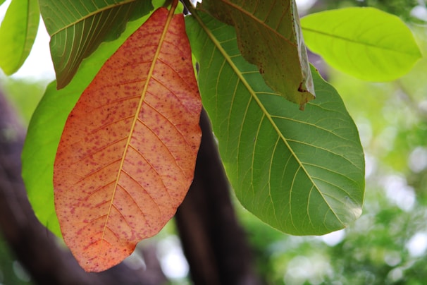 Close-up of vibrant autumn leaves with intricate veins and rich colors.