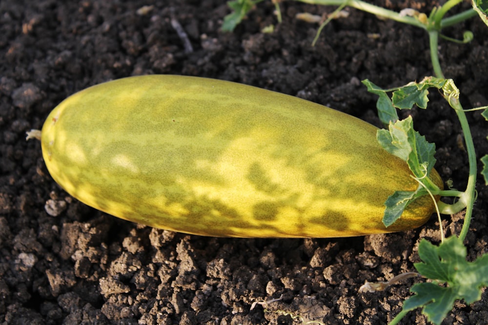 a yellow cucumber is growing in the dirt