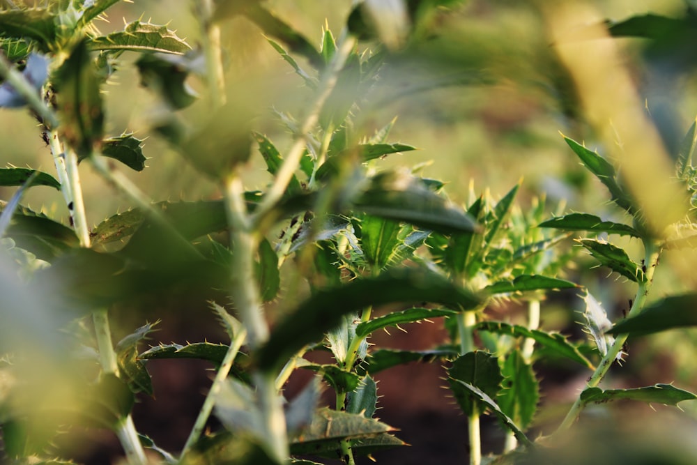 a close up of a green plant with leaves