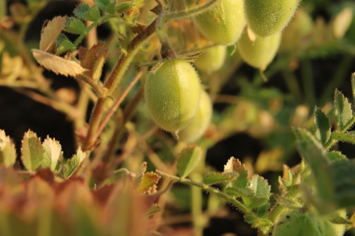 a close up of a plant with green leaves
