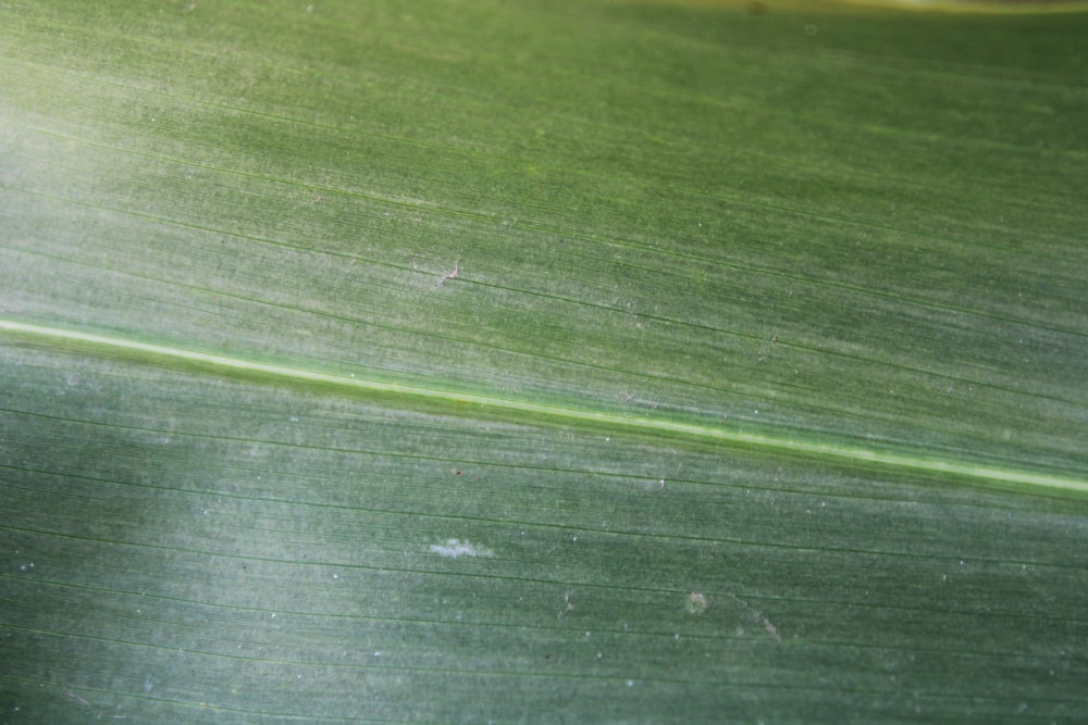 a close up view of a green leaf