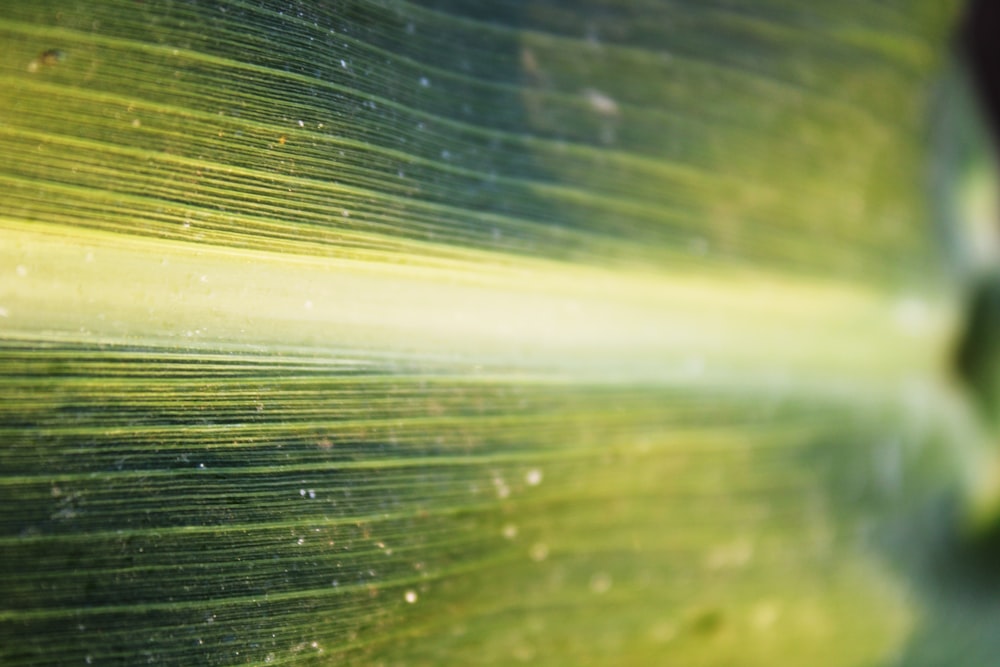 a close up view of a green leaf