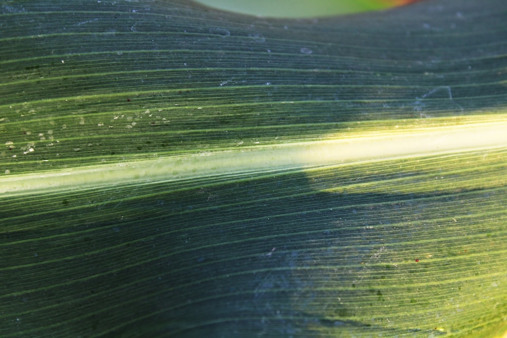 a close up of a green leaf with water drops on it