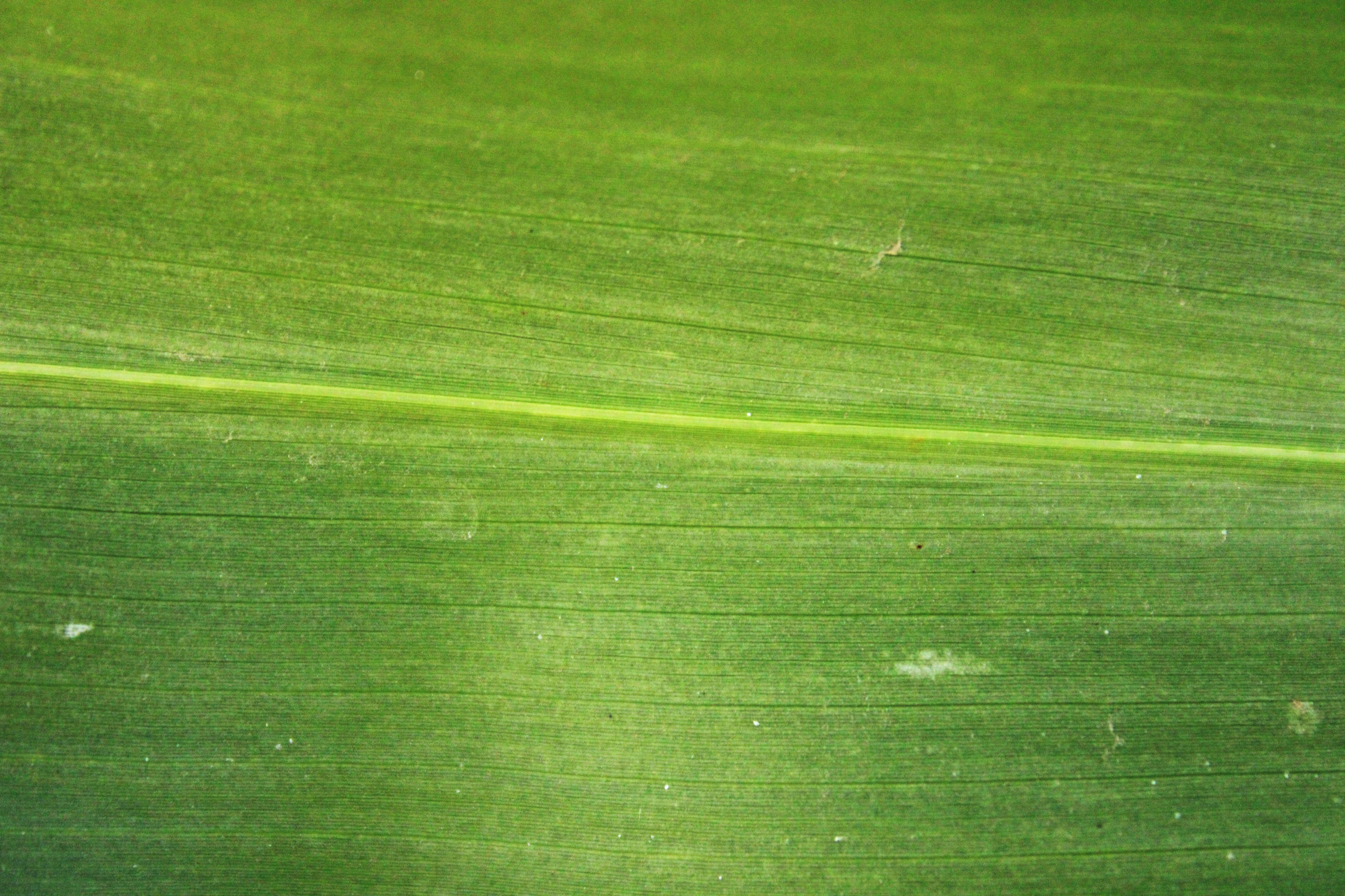 a close up of a green field with a plane flying in the sky