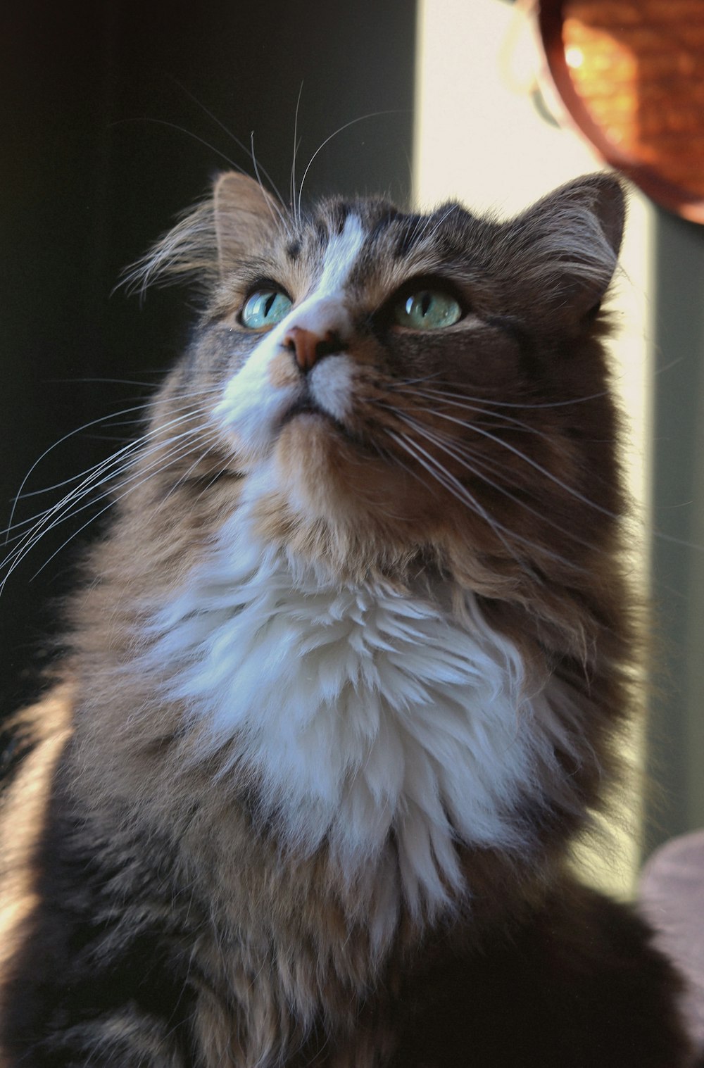 a close up of a cat with a blurry background