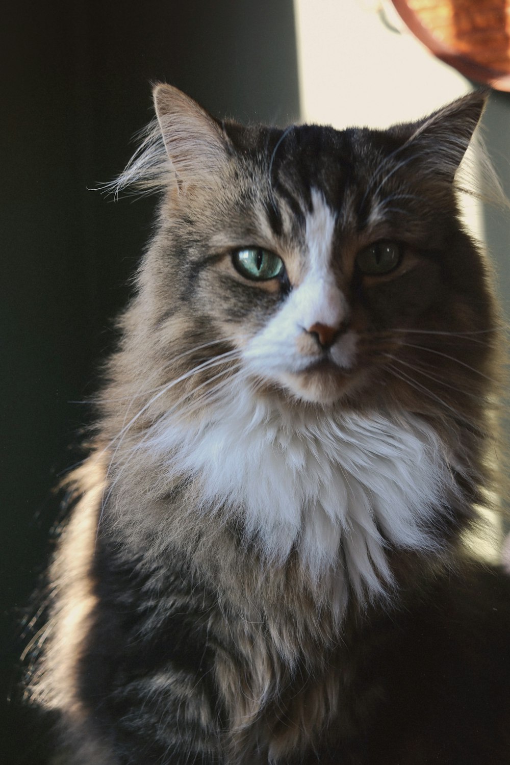 a cat sitting on top of a table next to a clock