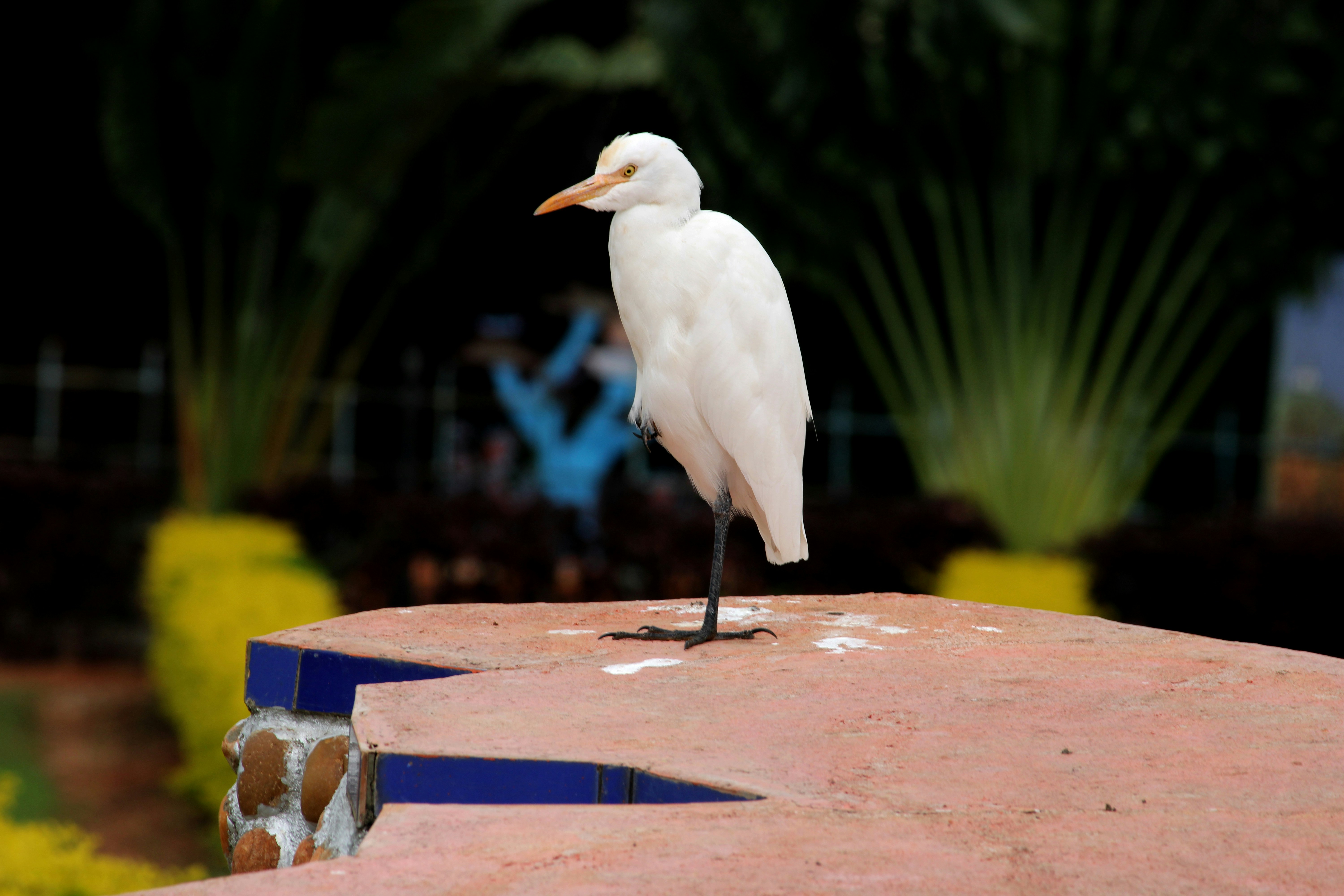 Ein weißer Vogel steht auf einer Ziegelmauer