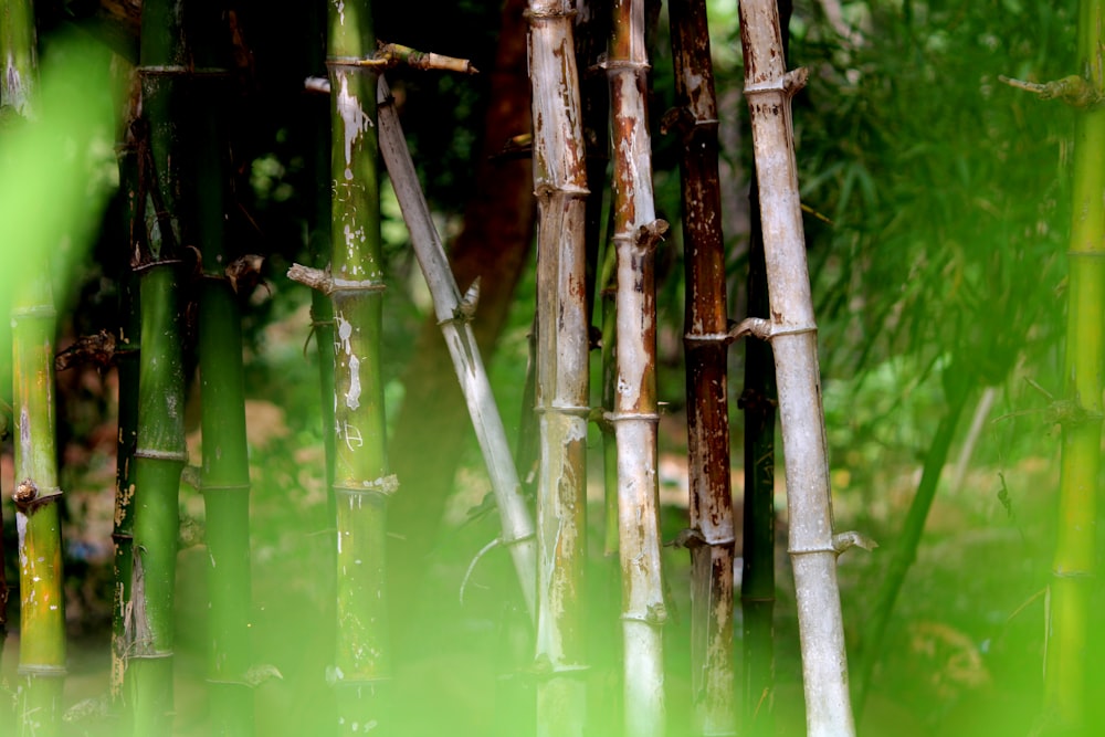 a group of bamboo trees in a forest