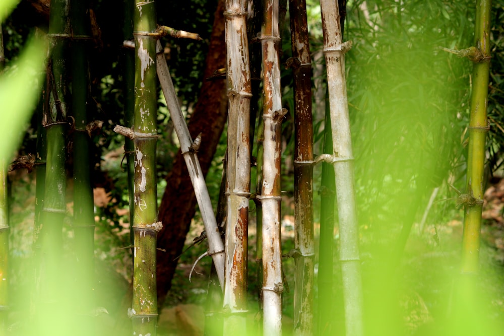 a group of tall bamboo trees in a forest