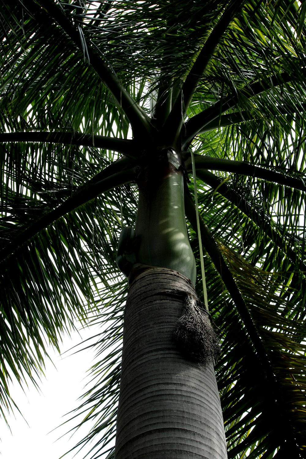 a tall palm tree with lots of green leaves