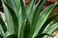 venta de agaves en Cali y Popayán