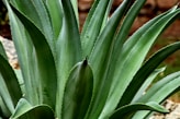 venta de agaves en Cali y Popayán