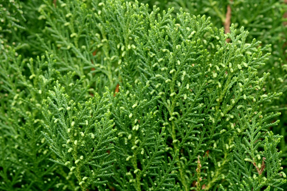 a close up of a green plant with lots of leaves