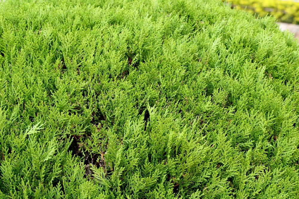 a close up of a bush with green leaves