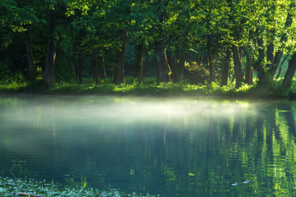 a body of water surrounded by trees and fog