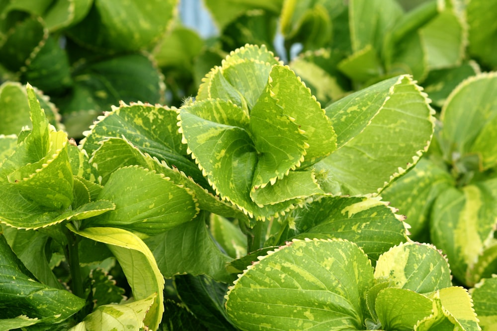 a close up of a plant with green leaves