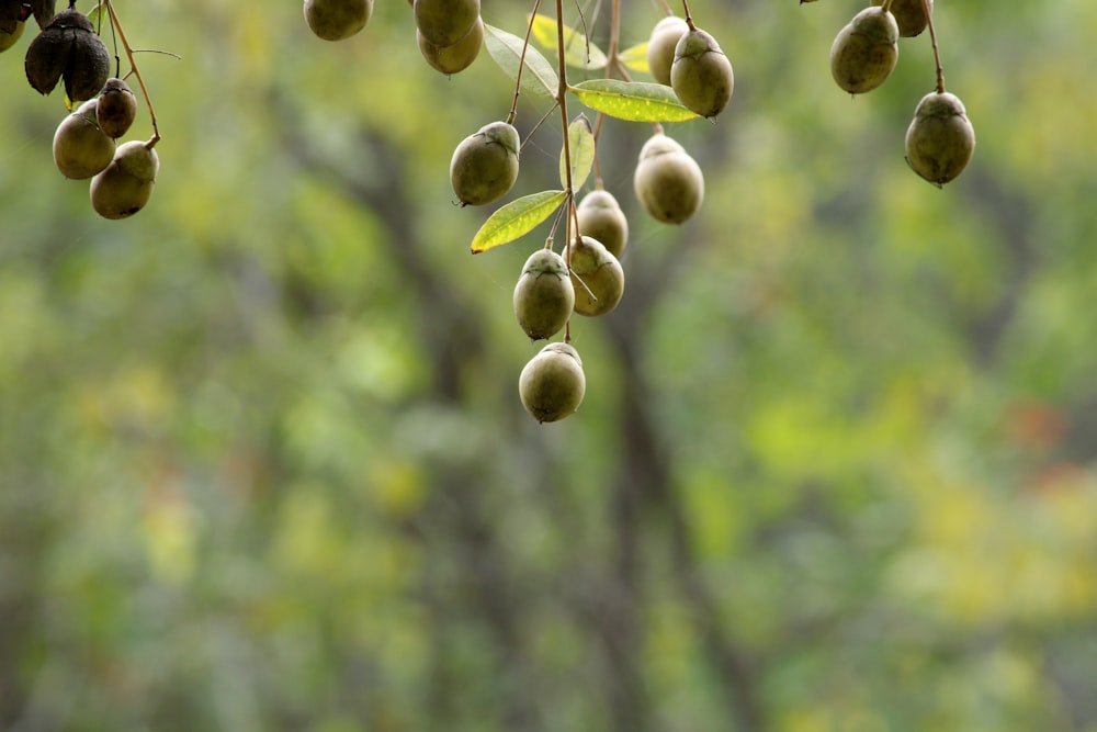 a bunch of fruit hanging from a tree