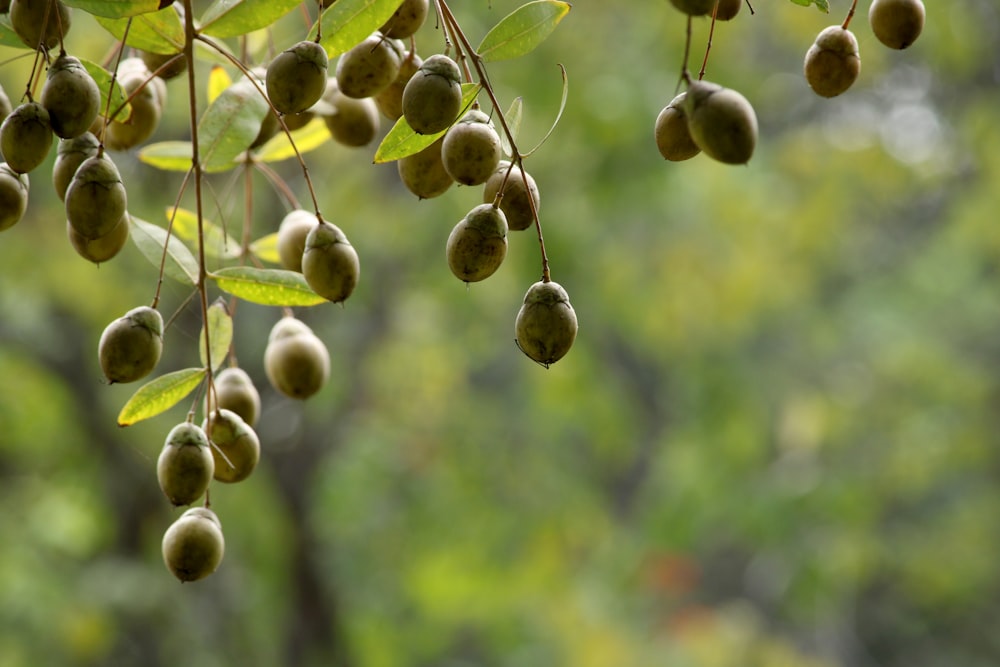a bunch of green olives hanging from a tree