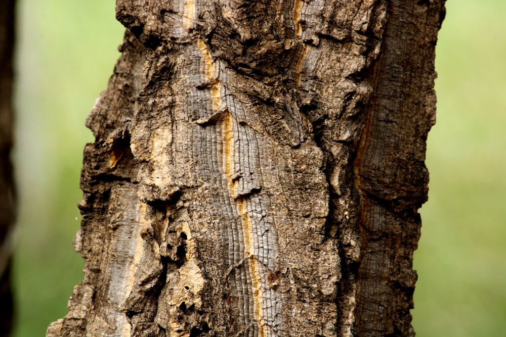 a close up of the bark of a tree