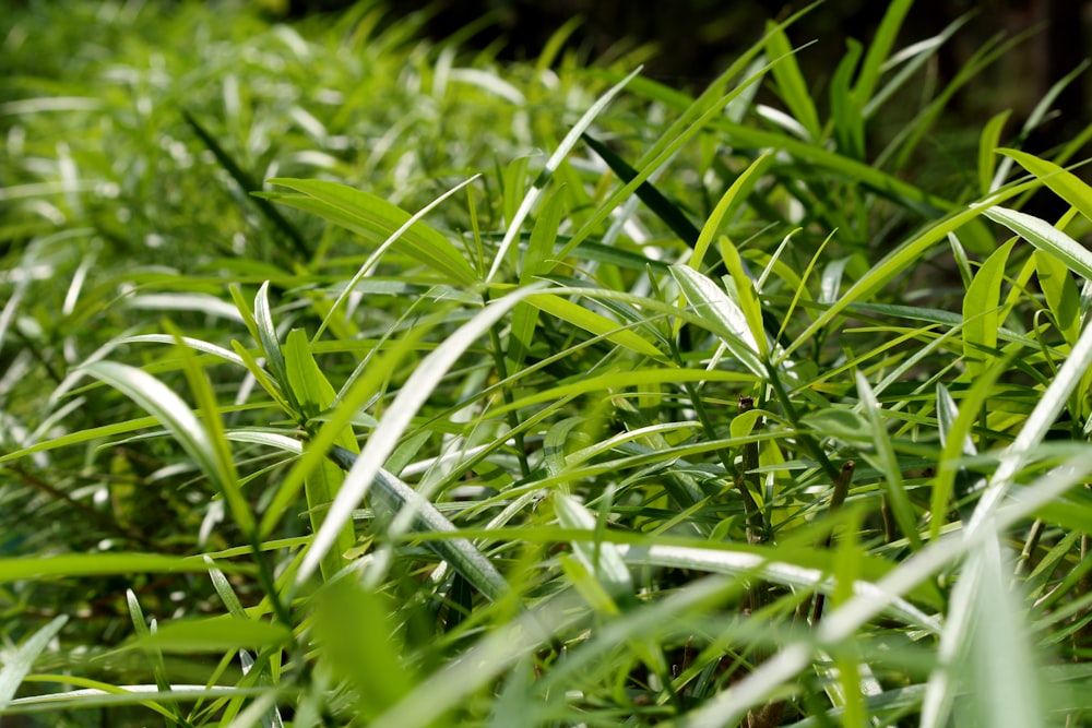 a close up of some green grass in a field