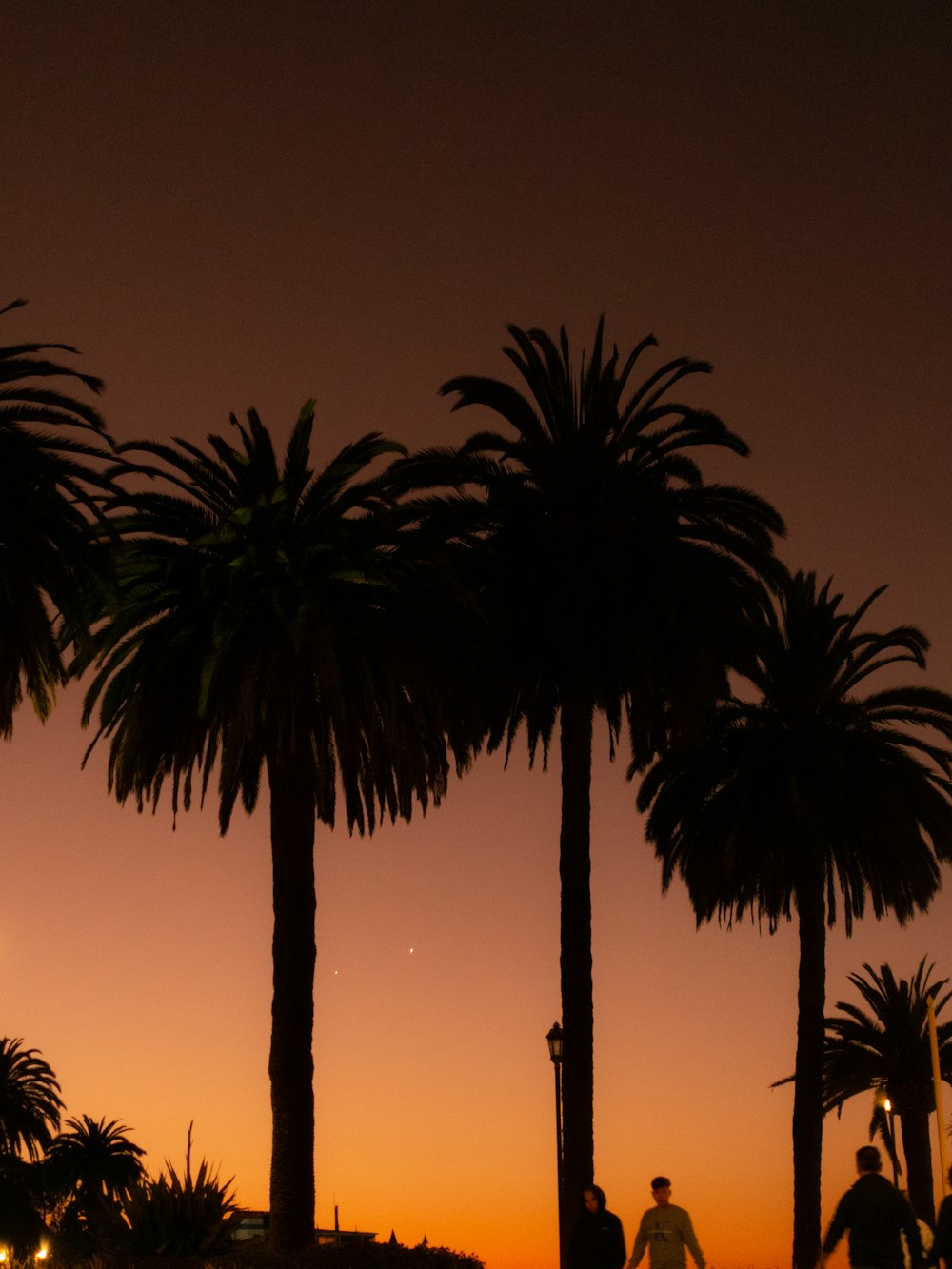 a couple of palm trees sitting next to each other