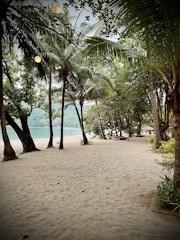 A tranquil beach scene with sandy shores lined with tall palm trees and dense greenery. Soft lighting from hanging bulbs creates a serene ambiance, with the ocean visible in the background.