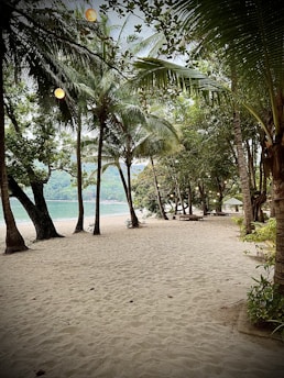 A tranquil beach setting with palm trees and a sunset, inviting relaxation and exploration.