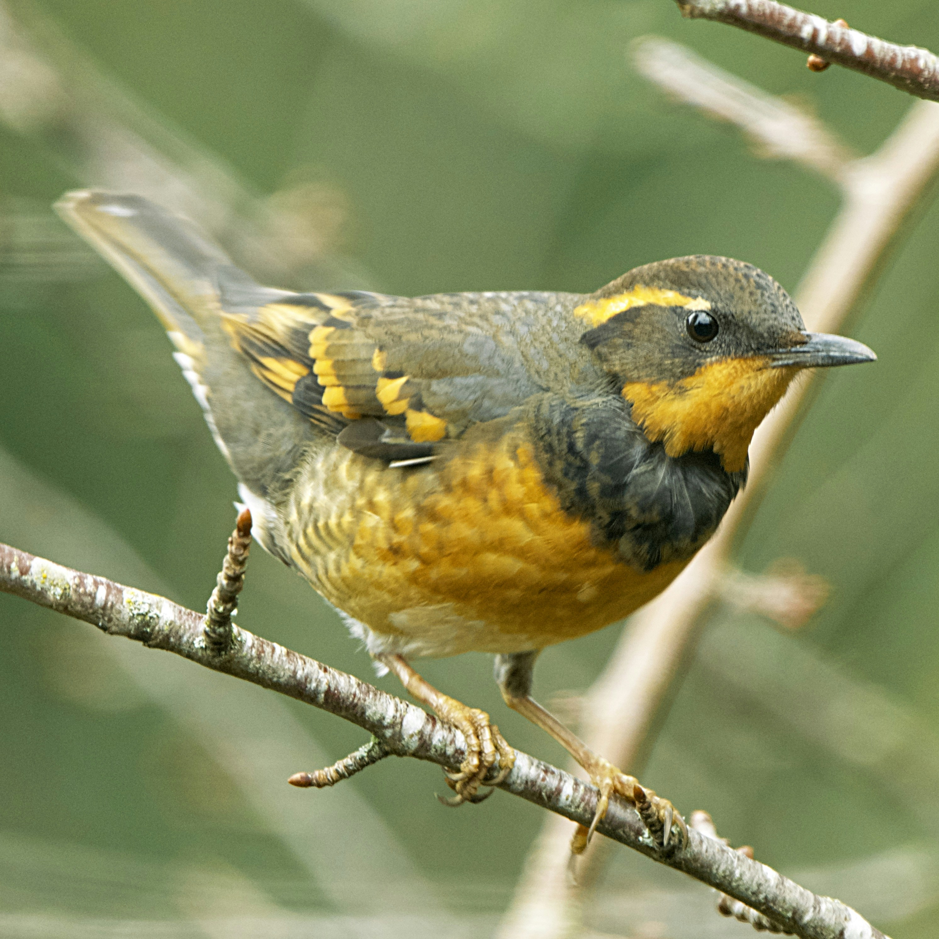 Photo by eddiecoyote