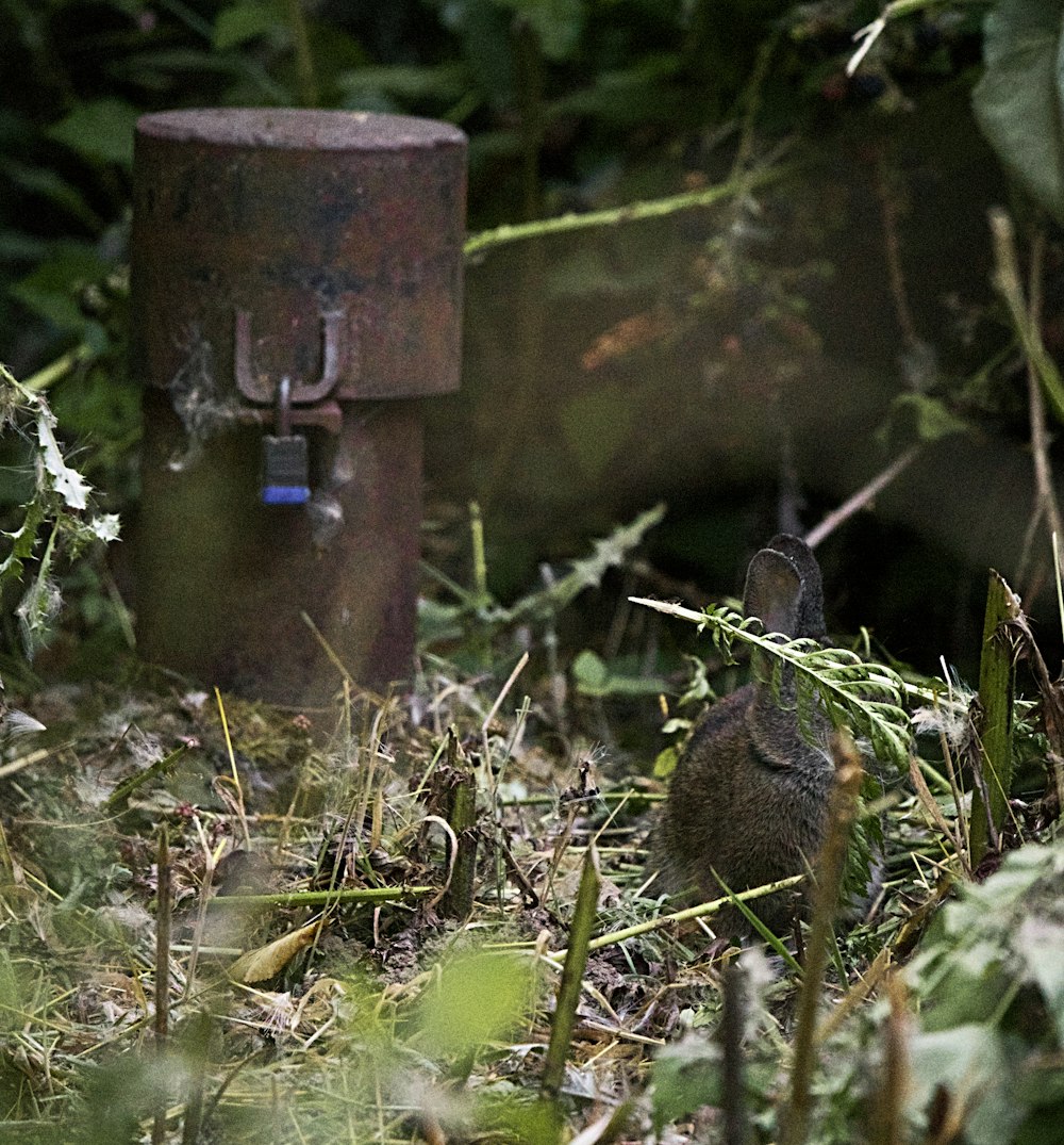 a bird is sitting in the grass next to a water hydrant