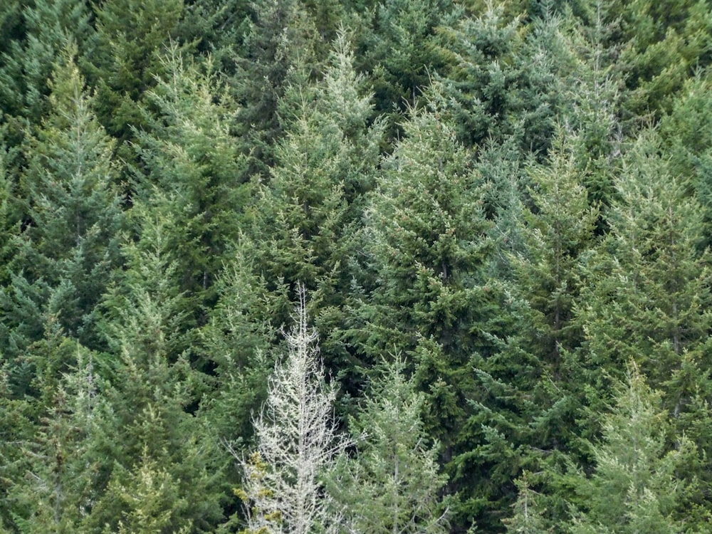 a large group of trees in the middle of a forest