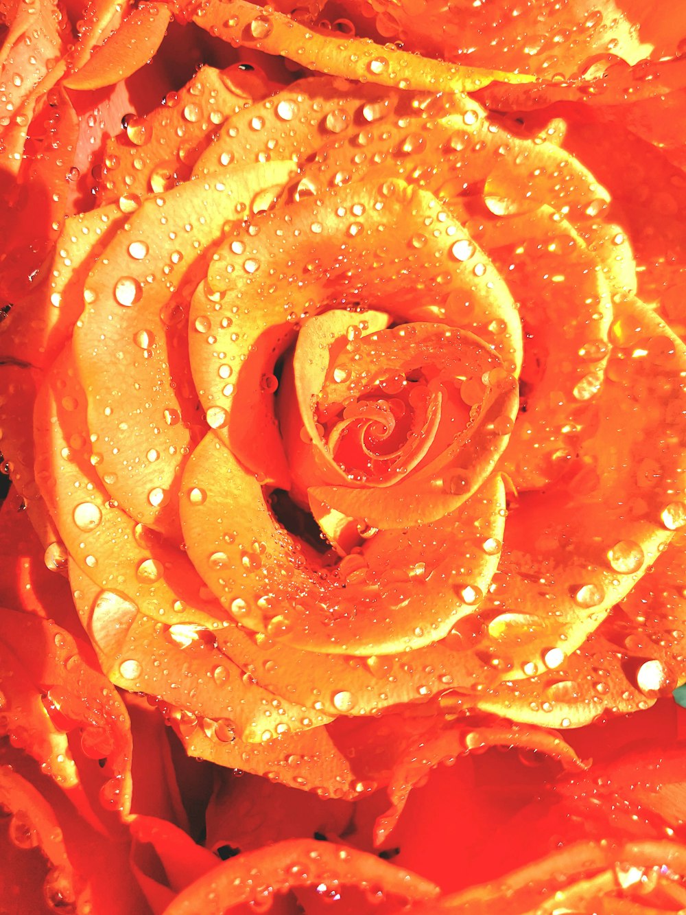 una rosa amarilla con gotas de agua