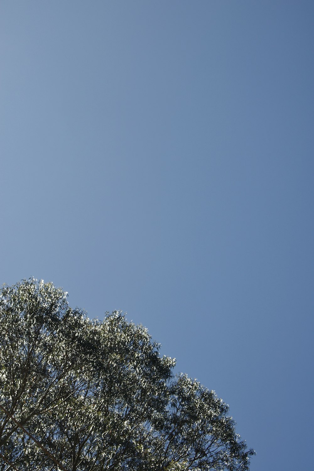 a plane flying high in the sky above a tree