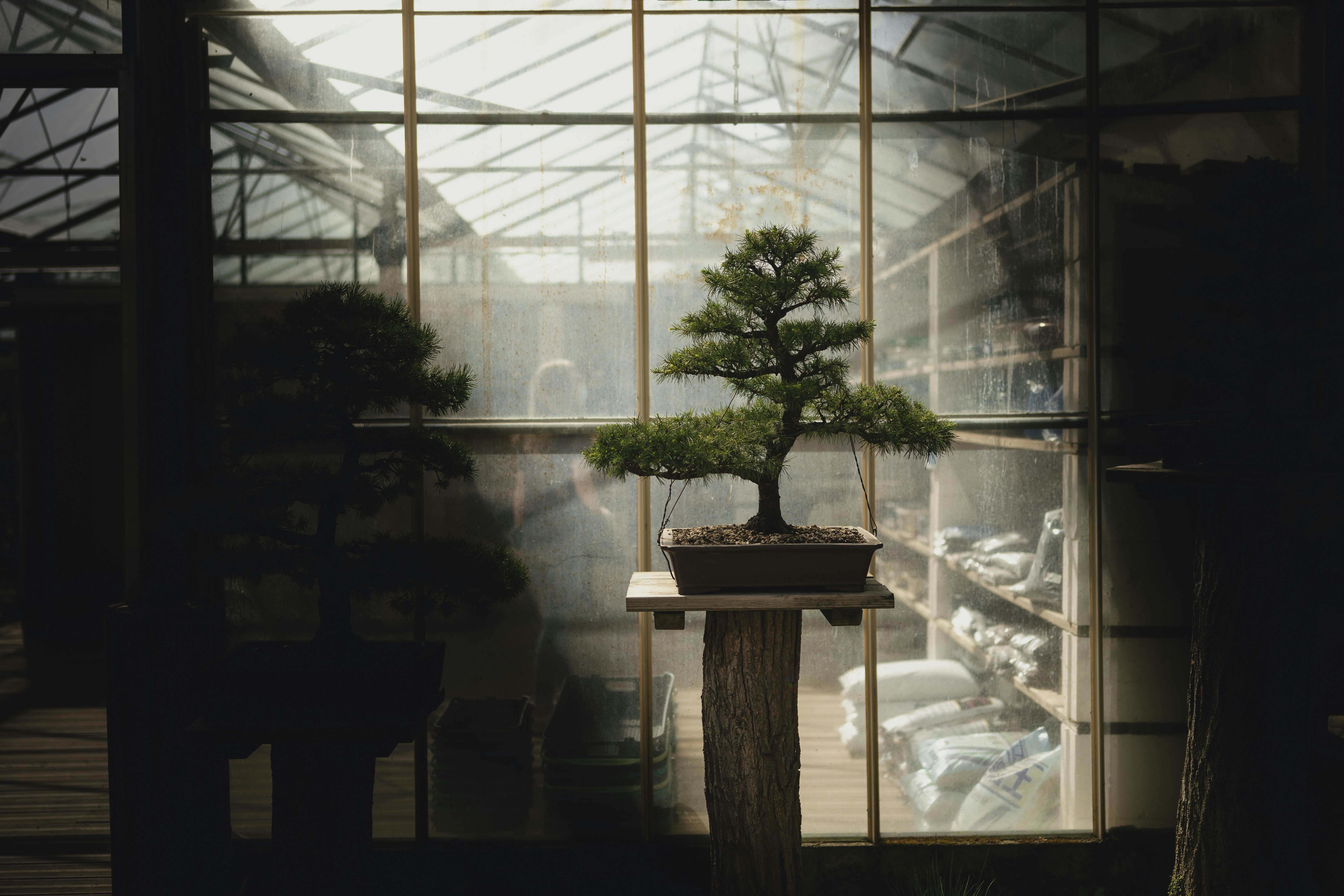 A bonsai tree on a wooden stand inside a sunlit greenhouse.