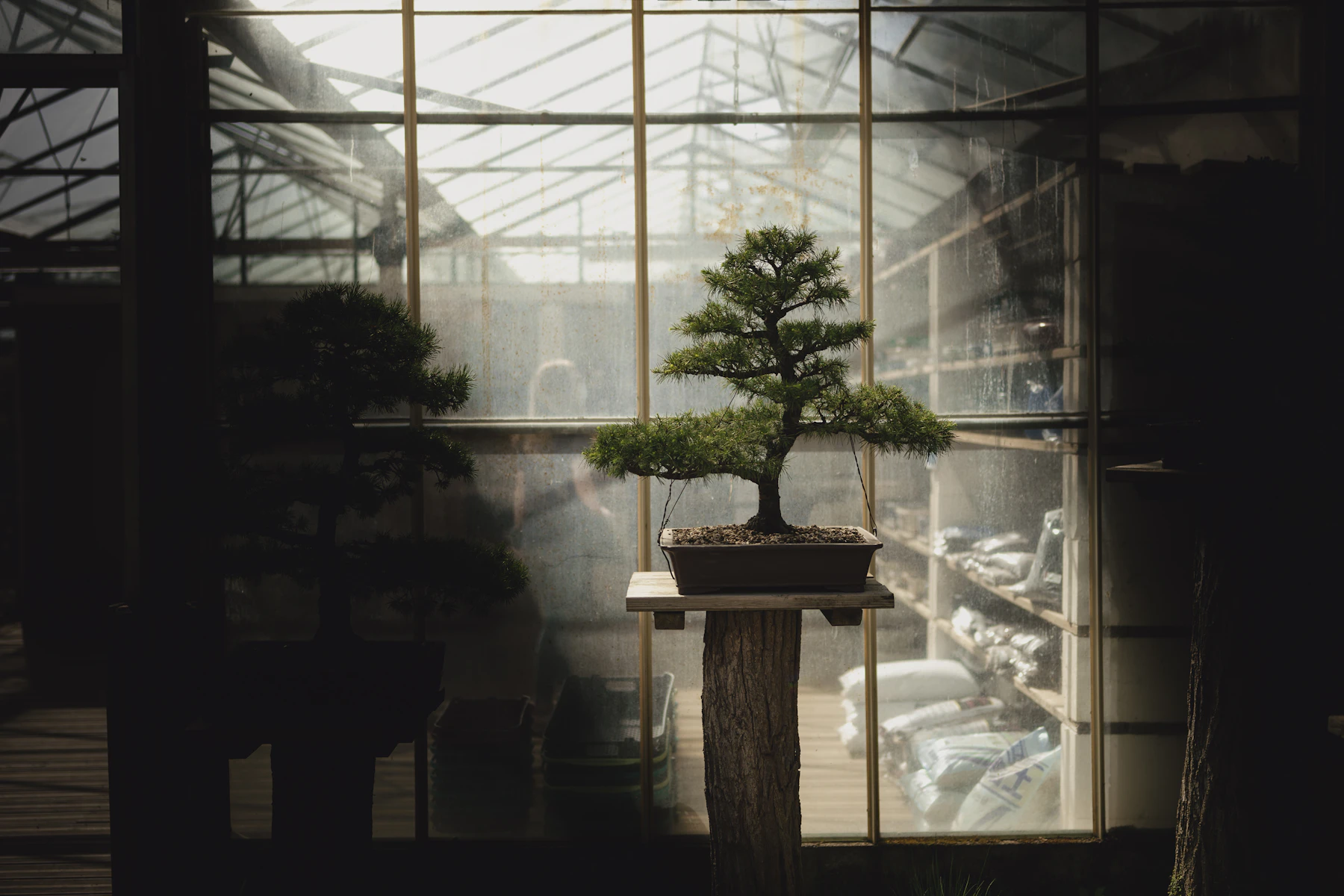 A bonsai on a wooden pedestal in front of a greenhouse wall of glass panes