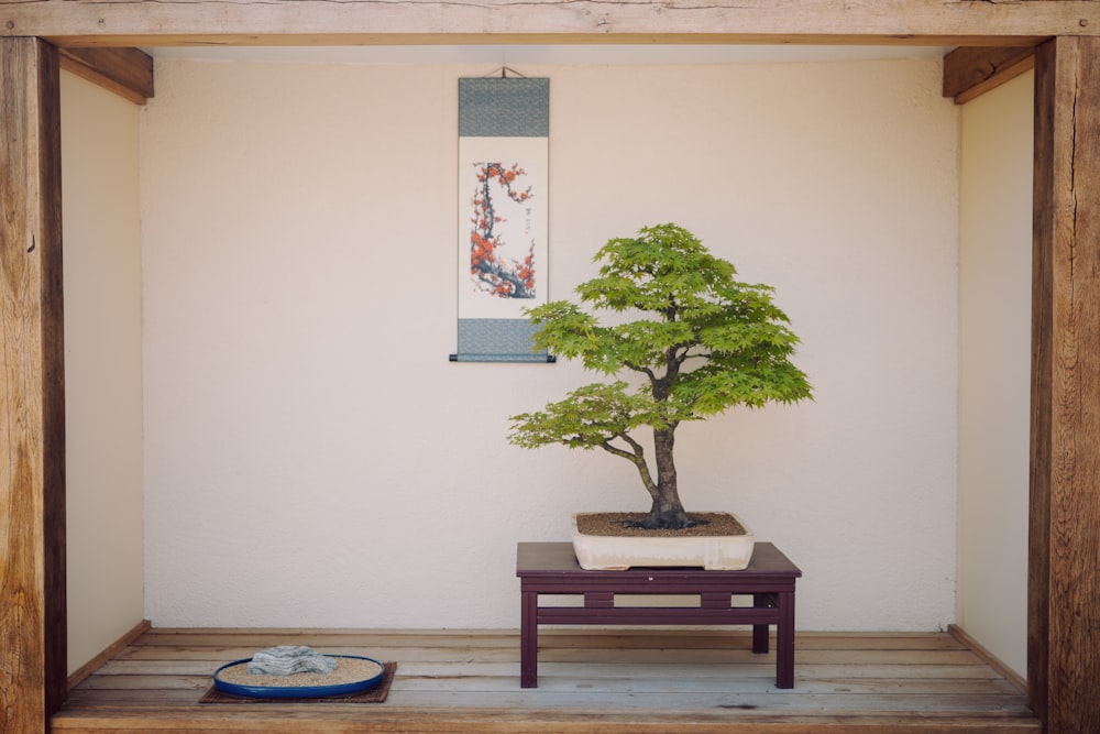 a bonsai tree sitting on a table in a room