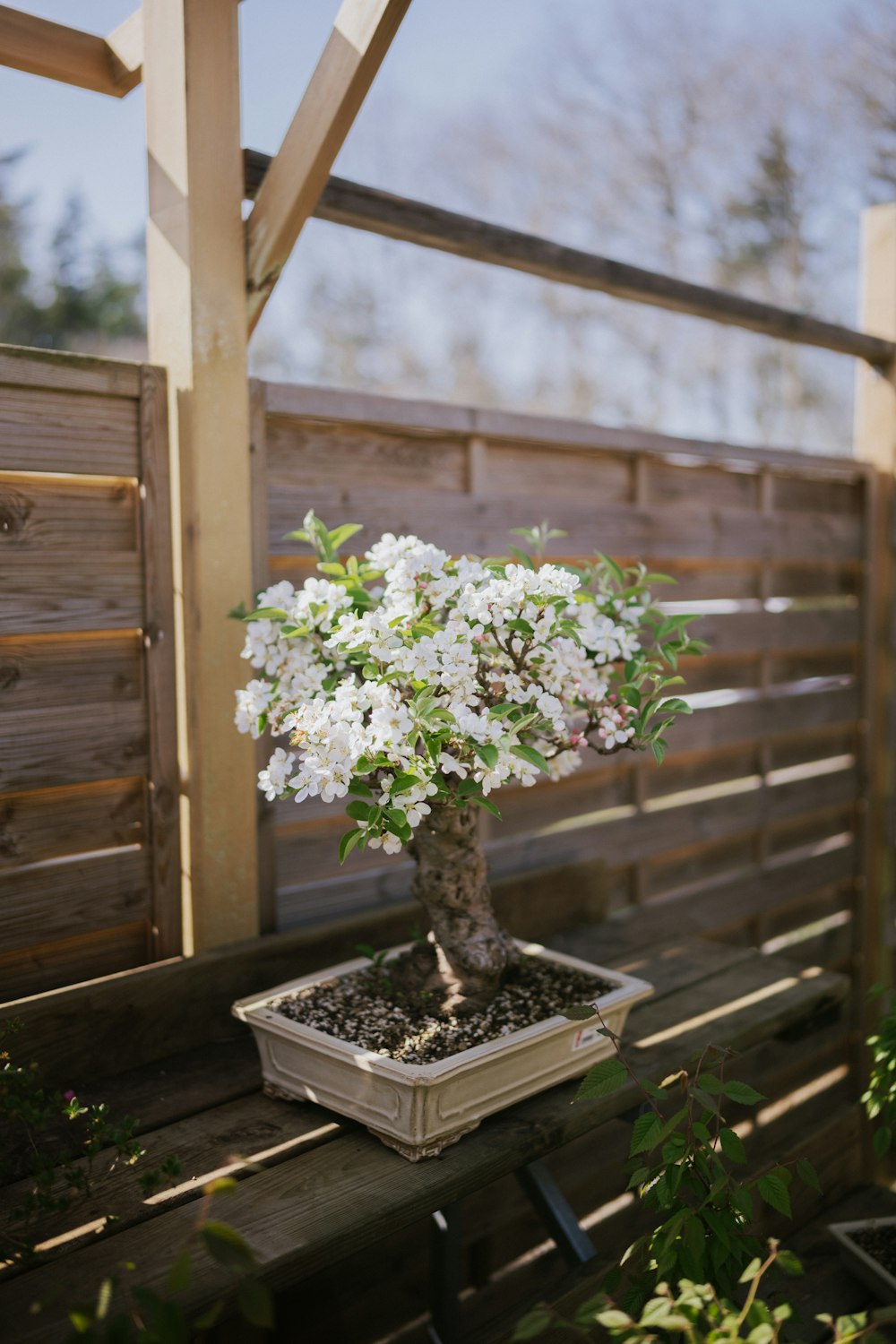 a bonsai tree with white flowers in a pot