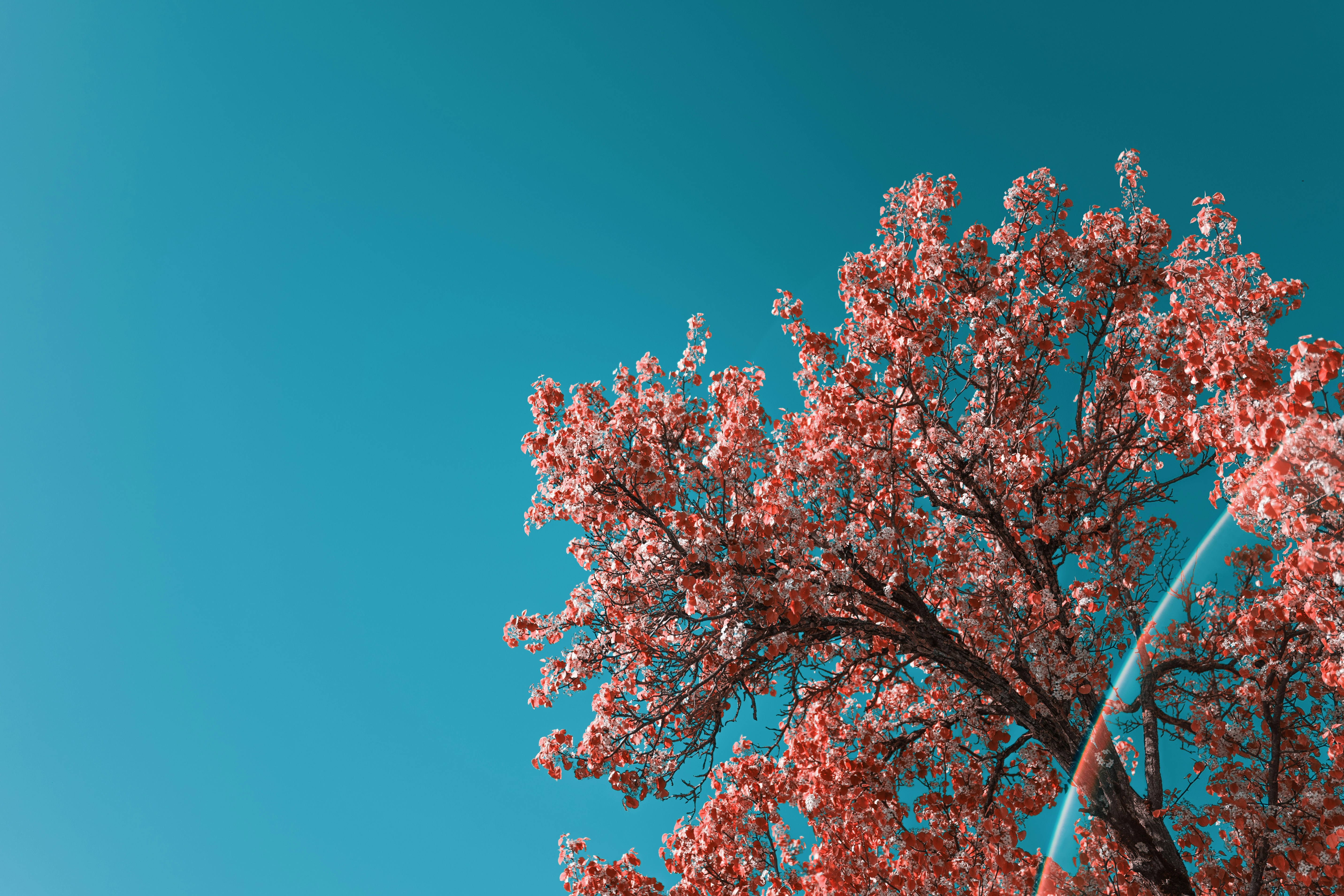 Photo by elmartinbaron