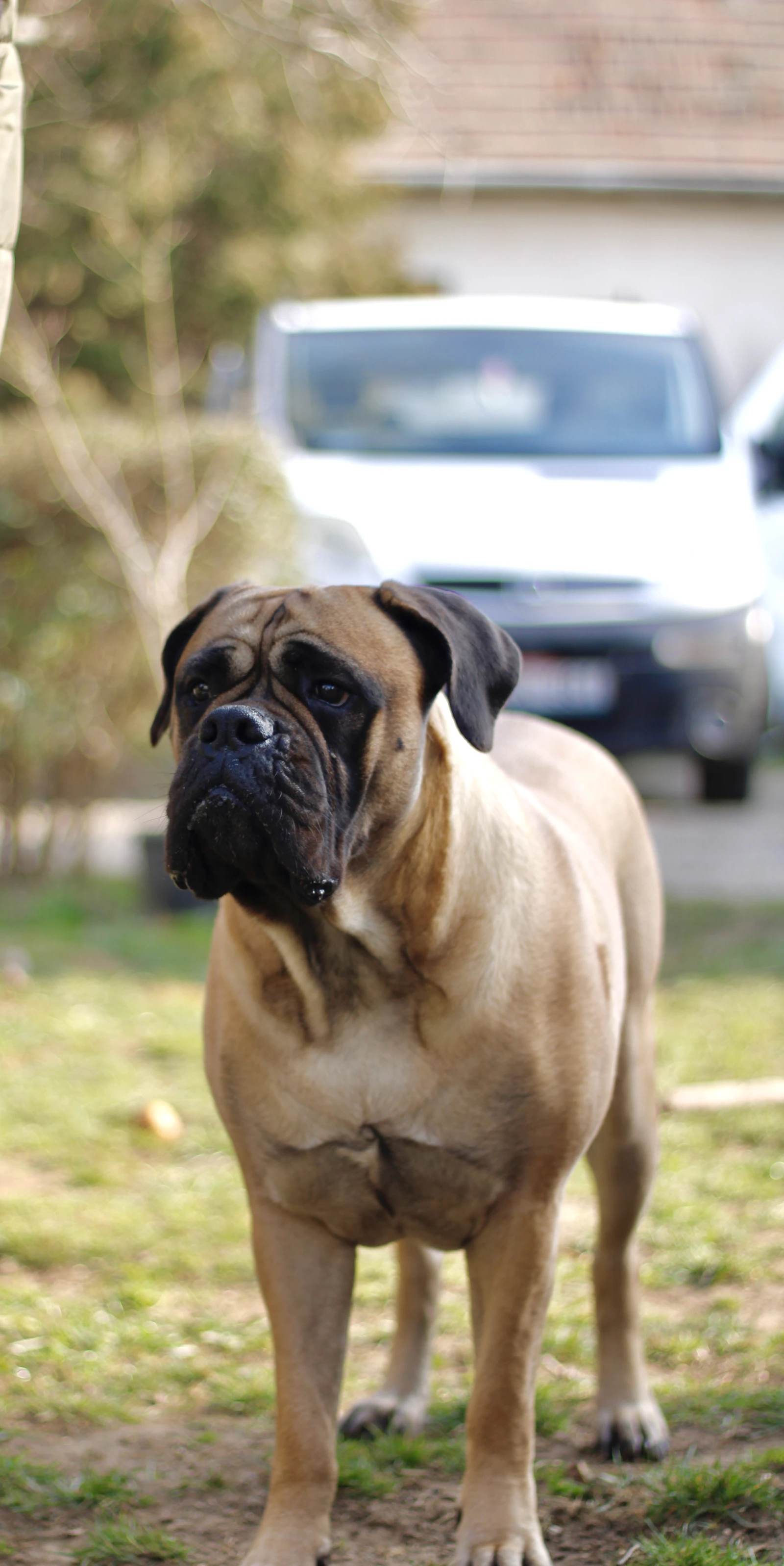 Adult brown Bullmastiff standing on grass, photo on Unsplash