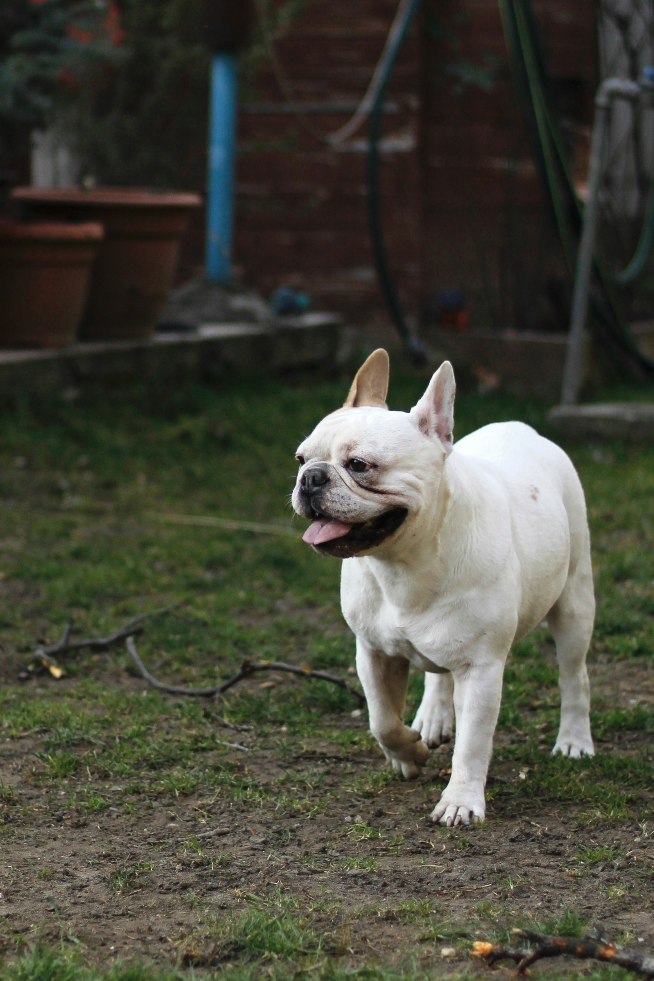 French Bulldog