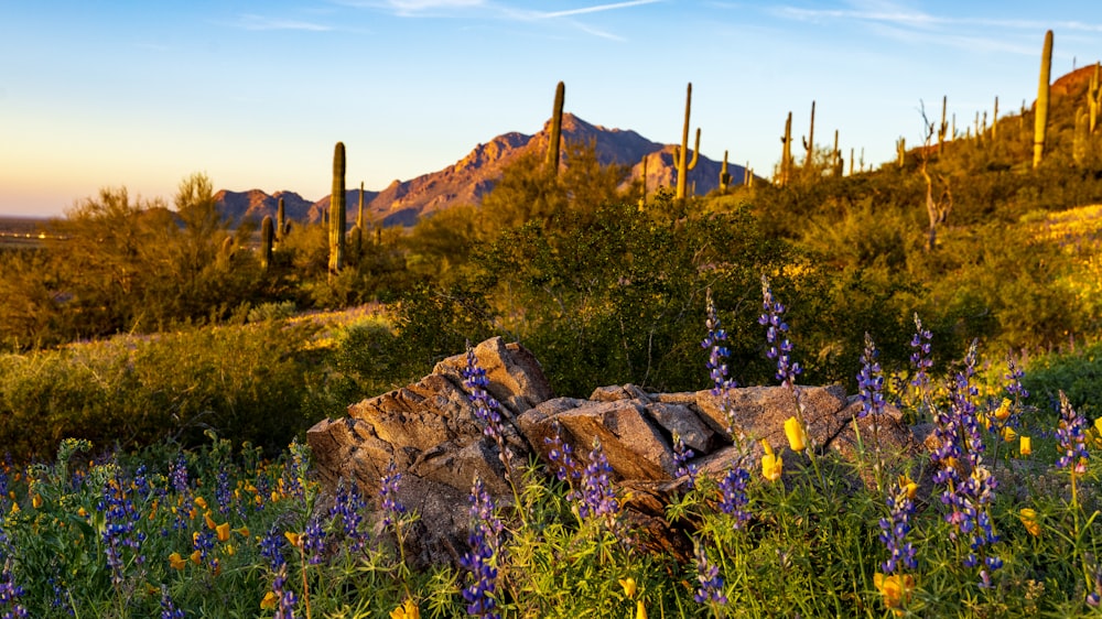 a field of wildflowers and cactus with mountains in the background