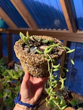 A hand holding a small pot covered in pebbles, filled with various succulents and a trailing plant. The background shows a wooden structure with large windows, likely a greenhouse setting.